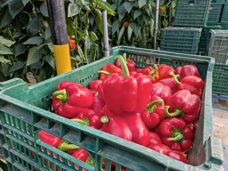 RevistaMercados's tweet card. Semillas Fitó abrió las puertas de su finca experimental en El Ejido para mostrar, en una jornada técnica en campo, el comportamiento real de su nueva gama de pimiento California rojo y amarillo,...