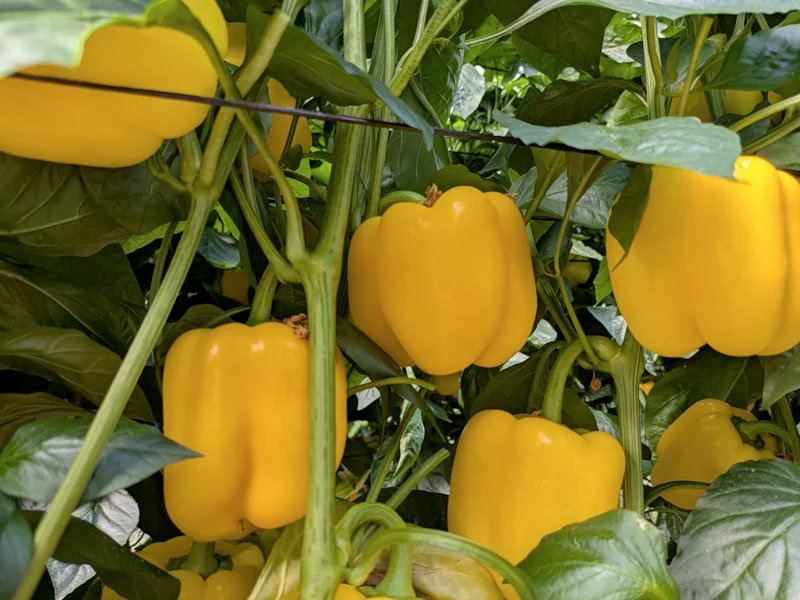 RevistaMercados's tweet card. HM.Clause celebra dos jornadas de pimiento en Las Norias y en Balerma para presentar sus novedades varietales en pimiento California amarillo y rojo.