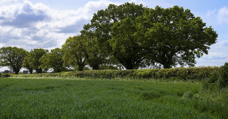 Tweet card summary image