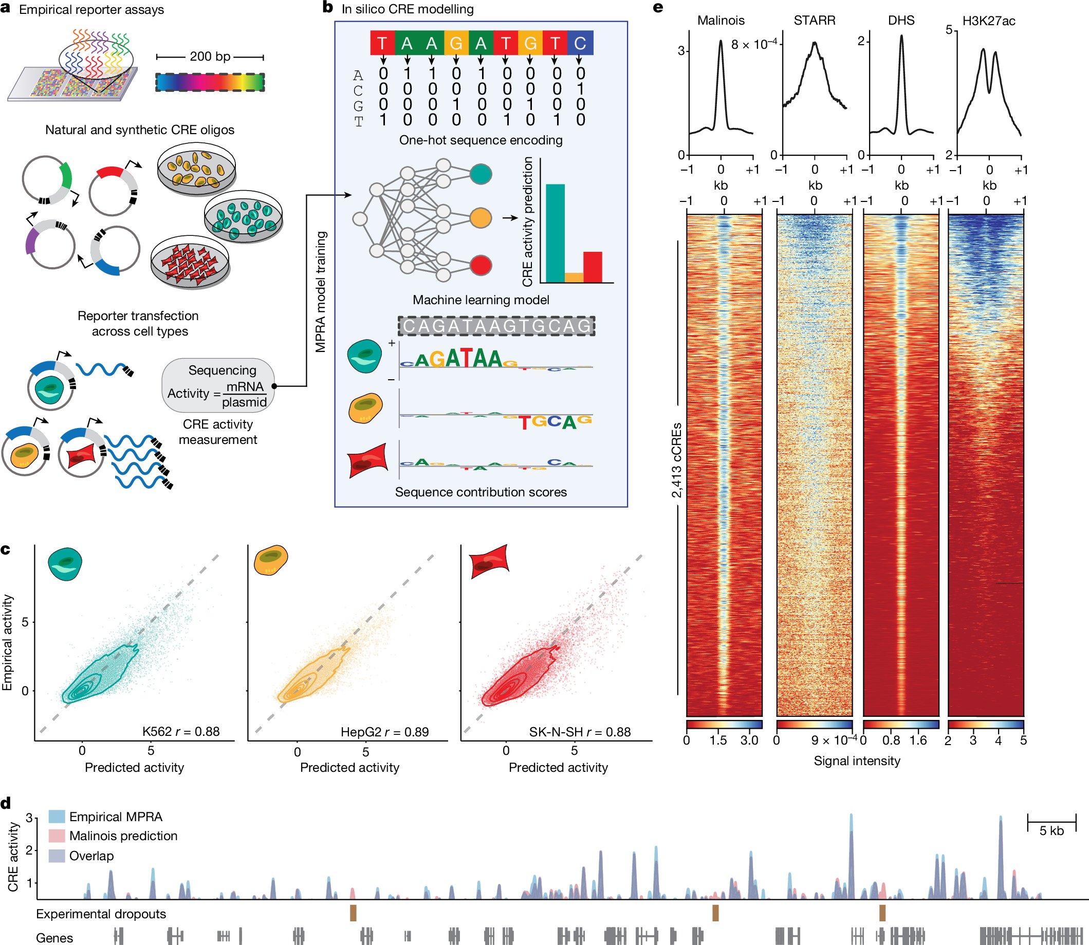 SagerGosai's tweet card. Nature - A generalizable framework to prospectively engineer cis-regulatory elements from massively parallel reporter assay models can be used to write fit-for-purpose regulatory code.