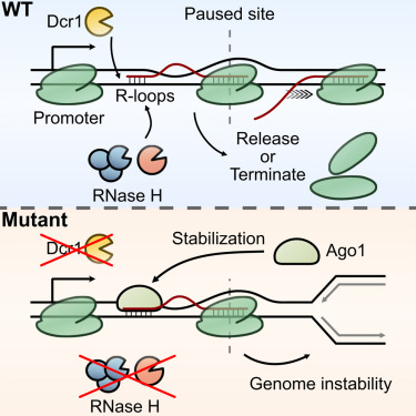 MolecularCell's tweet card. Nuclear RNA interference limits genome instability beyond centromere function, though the mechanism was largely unknown. In this study, Cheng et al. discovered that, in S. pombe, Dicer (Dcr1)...