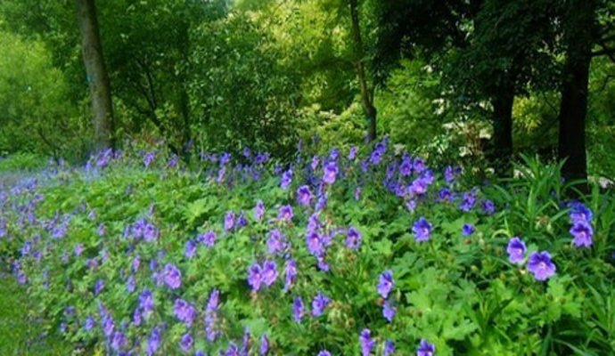 ahmedyahyaoui20's tweet card. Alors que le Maroc est connu pour être un réservoir riche en plantes médicinales et aromatiques, celles-ci restent sous exploitées. Selon les spécialistes, une anarchie certaine mine le secteur....