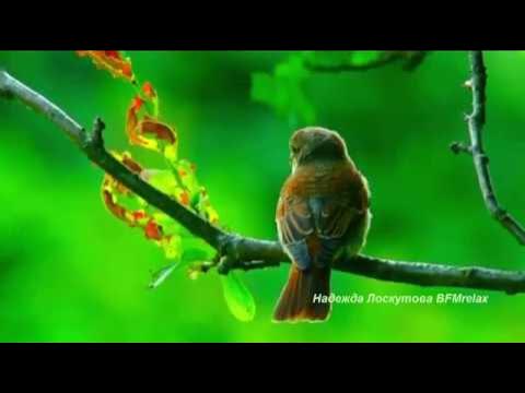 basicHomepage's tweet card. Нежная музыка для души и ЖИЗНИ, а Пение птиц Успокаивает нервную...