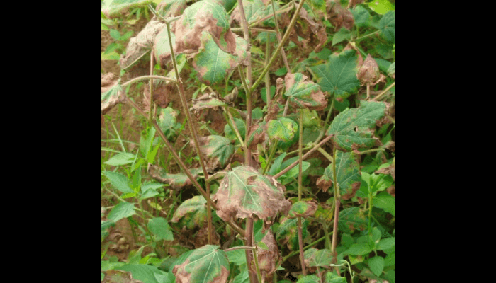 pshegs's tweet card. Cotton farmers in Africa’s most populous nation were excited in 2018 when genetically engineered cotton seeds were introduced for...