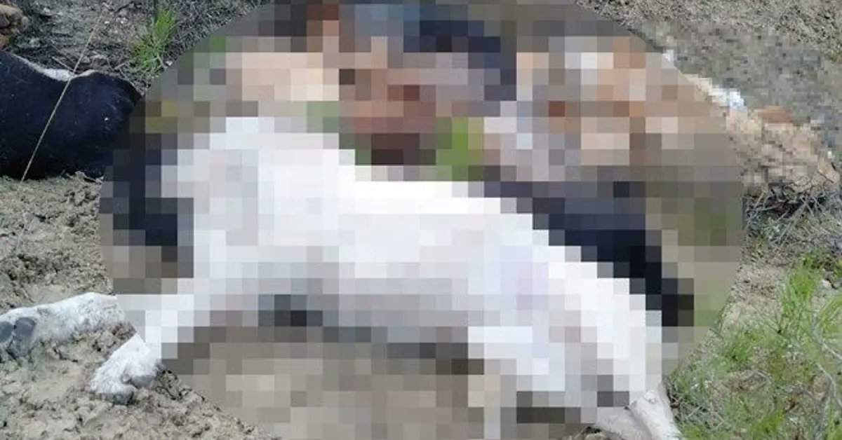 HakanHamdiUnal's tweet card. Bilecik Vezirhan'da, 14 köpek yol kenarında ölü bulundu. Olayla ilgili 4 kişi tutuklandı. Bu kişilerin Bilecik Belediyesi Veteriner İşleri Müdürlüğü çalışanları olduğu ortaya çıktı. Öte yandan...