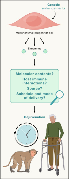 CellCellPress's tweet card. Age-dependent exhaustion of endogenous stem cell pools—and the resulting decline in tissue regeneration and homeostatic maintenance—is a hallmark of organismal aging and age-related pathology. In a...