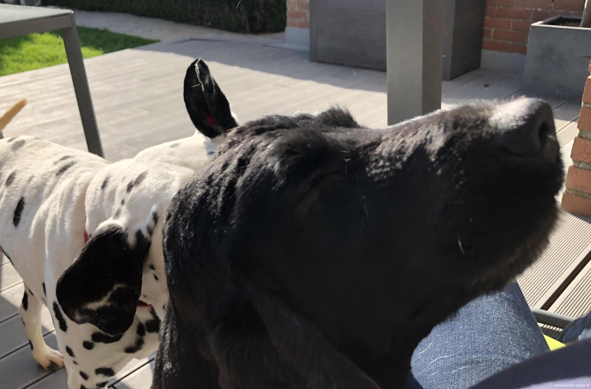 BlogMamanPlume's tweet card. Comme vous le savez à la maison nous avons deux chiens. Ils sont totalement différents et pourtant inséparables. L'un des deux a un secret, il est aveugle et si vous ne le connaissez pas, ça ne ce...