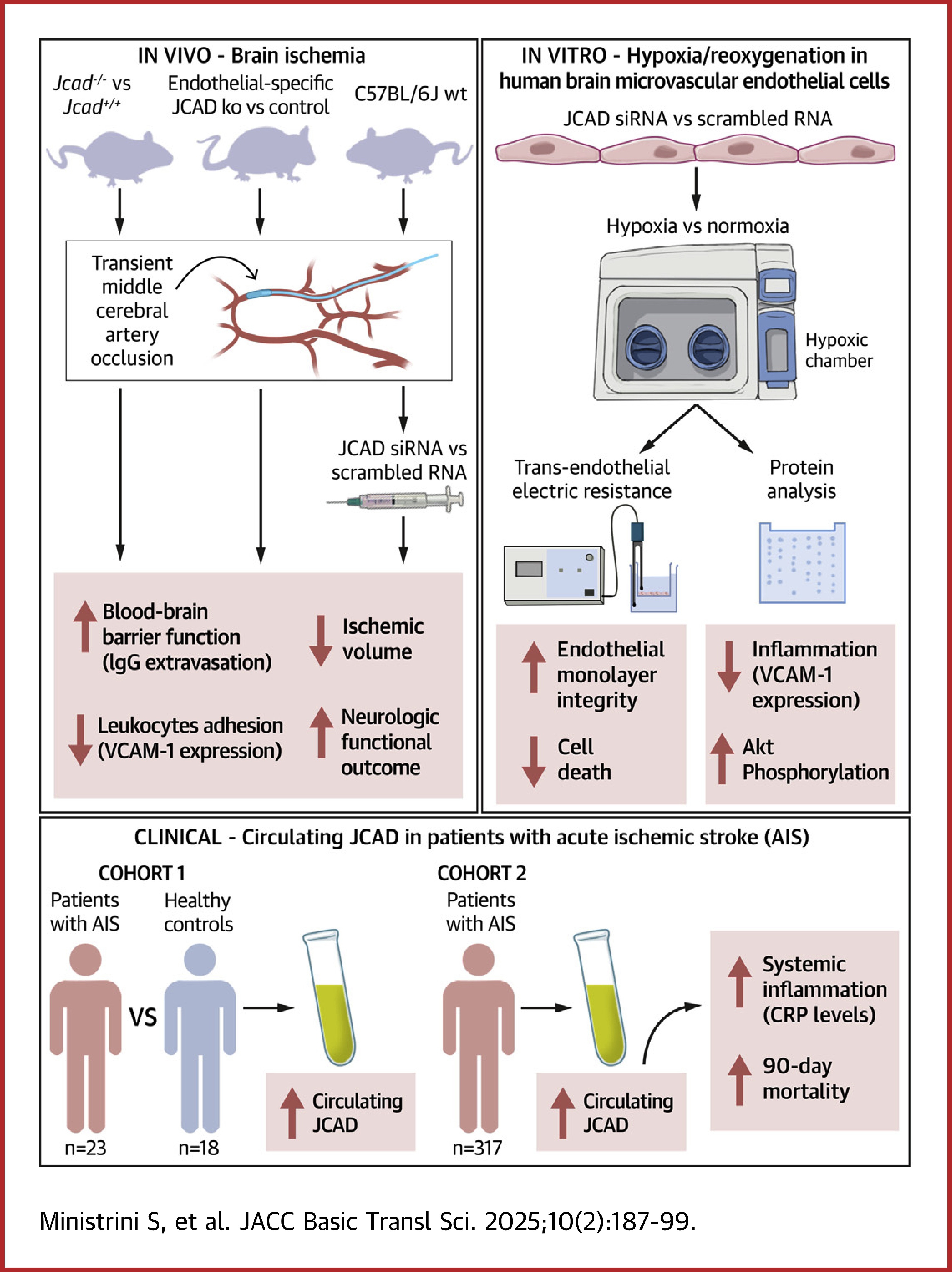 Ste_MNS's tweet card. Endothelial JCAD Worsens Acute Ischemic Stroke Outcomes by Enhancing Inflammation in Response to...