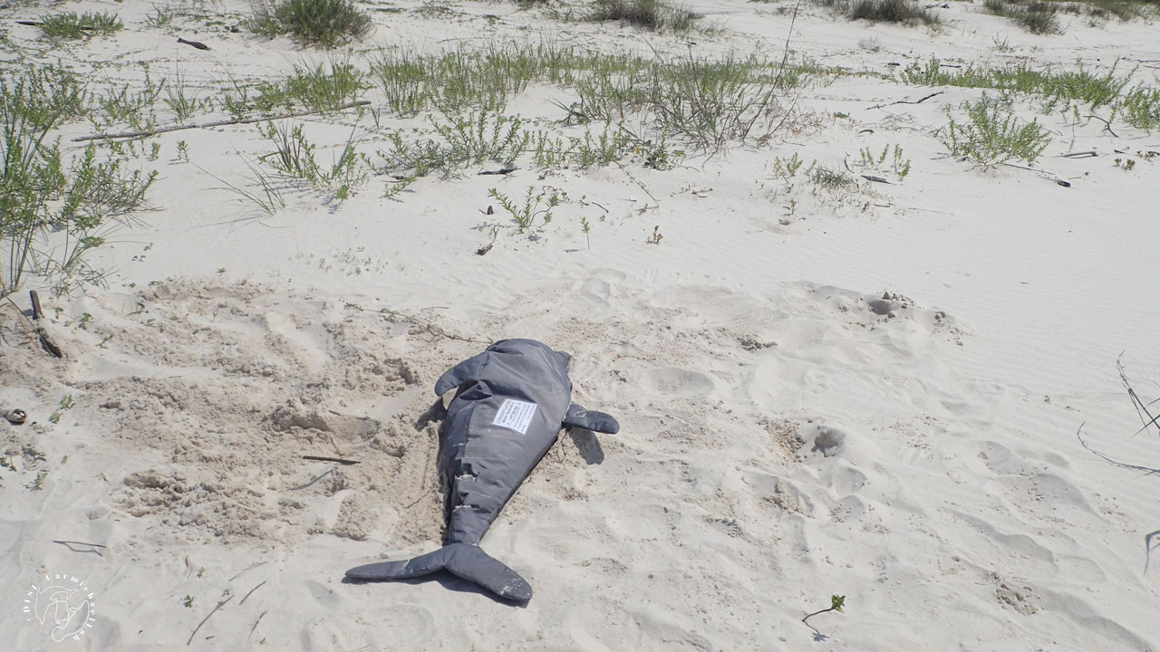 CarmichaelLab's tweet card. Marine mammal strandings can provide critical information about environmental stressors, including those that pose human health risks. However, stranding reports often represent only a fraction of...