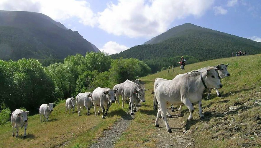 Pierre_Mathis's tweet card. Après la détection d’un cas de dermatose nodulaire contagieuse dans le troupeau du groupement pastoral des Aspres, une soixantaine de bovins ont été abattus ce mercredi 29 octobre à Valmanya. Pour...