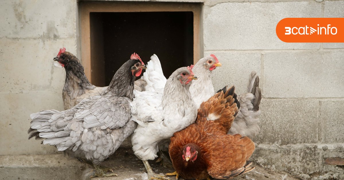 3CatInfo's tweet card. Els experts apunten que la troballa no augmenta el risc de transmissió als humans, ja que l'animal s'hauria encomanat per consumir una au infectada i no per una mutació