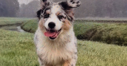 Diefstal auto met hond in Leek, verdachten aangehouden in Veendam