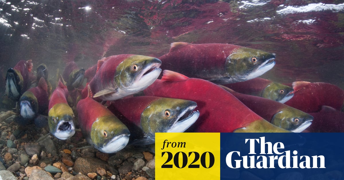 Kaa_telemetry's tweet card. Decline in species such as salmon harms entire ecosystems and livelihoods, say researchers