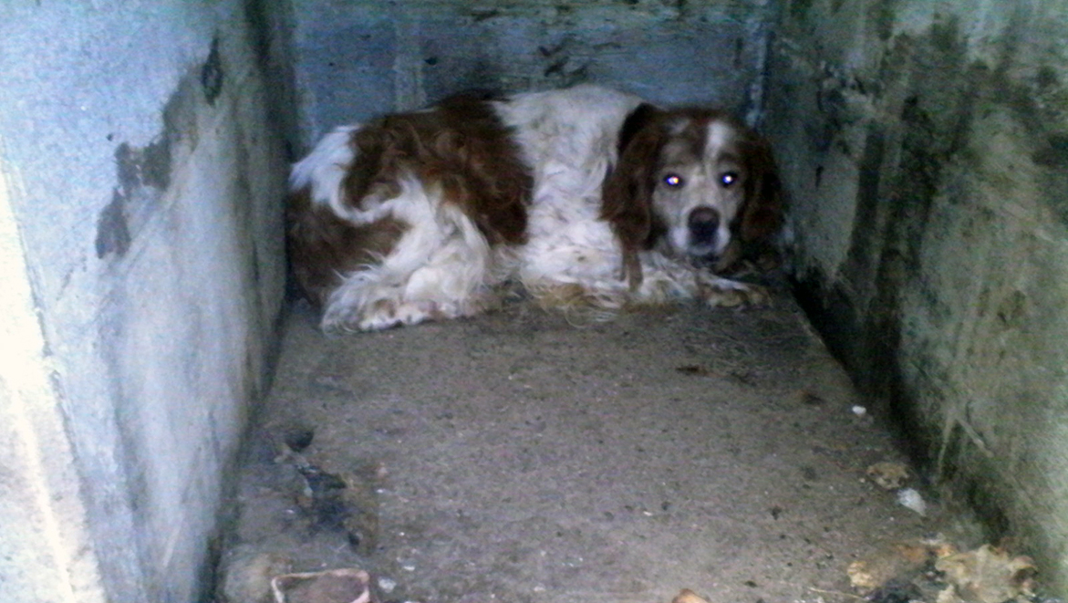 30millionsdamis's tweet card. Depuis sa naissance, un épagneul breton n’a jamais quitté le misérable garage où il était détenu. La Fondation 30 Millions d’Amis l’a délivré de sa prison et a déposé plainte. - (Mise à jour) :...