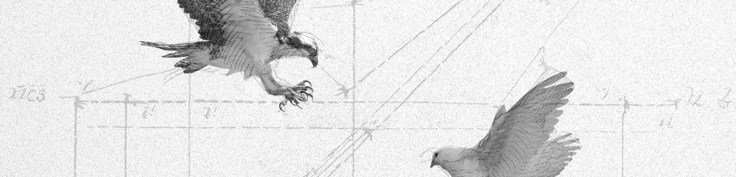 __scalar__'s tweet card. Can you outsmart the falcons and predict where the dove will go next?