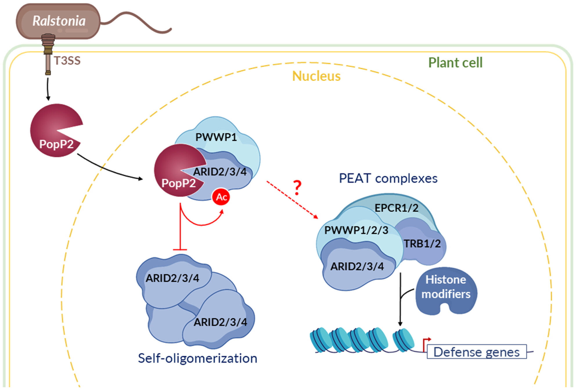 LWaleryszak's tweet card. The Ralstonia solanacearum effector PopP2 is a YopJ family acetyltransferase. PopP2 is known to dampen basal immune responses by acetylating defensive WRKY transcription factors, and probably by...