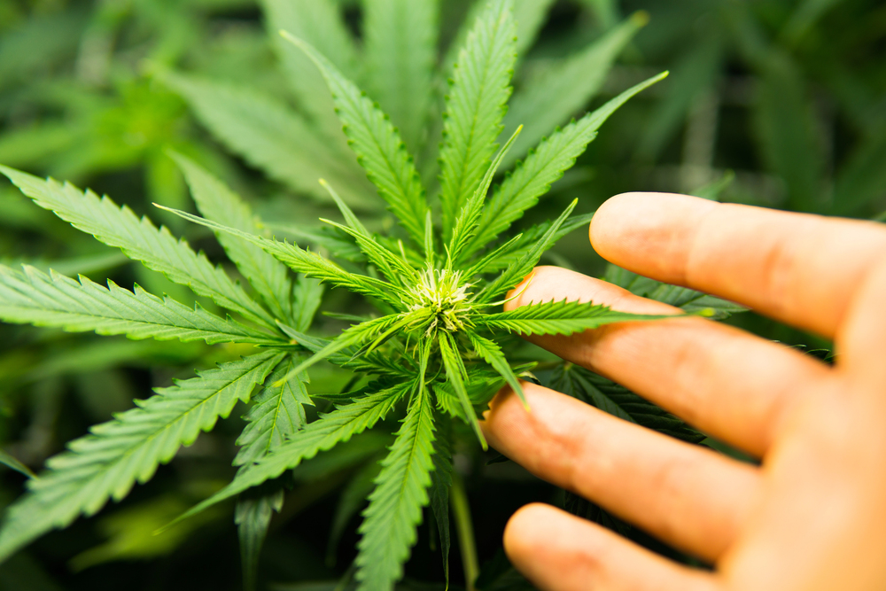 VirginiaBiz's tweet card. Debt-laden AYR Wellness’ foreclosure sale could delay medical marijuana operations in Virginia’s HSA 1 region.