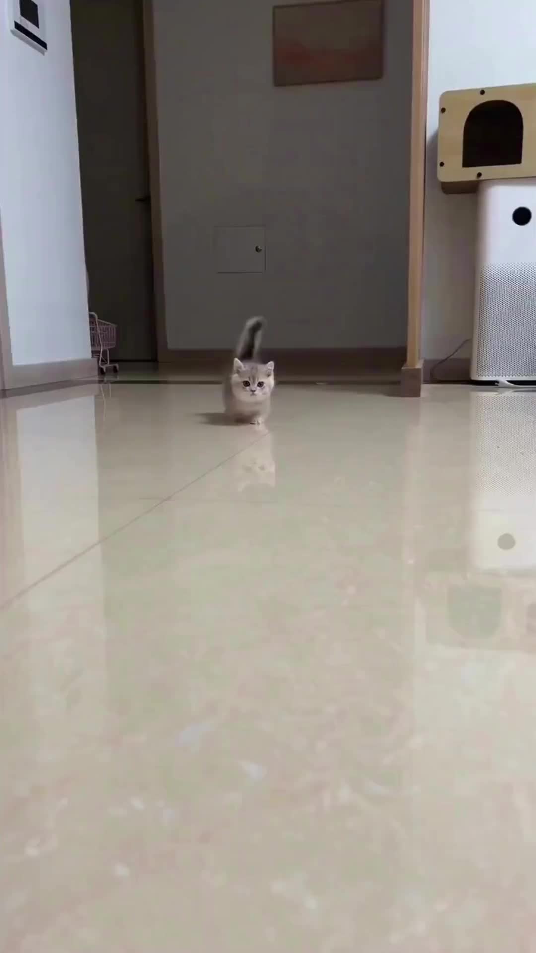 wupplesguitars's tweet card. 🐷 WUPPLES® – B...