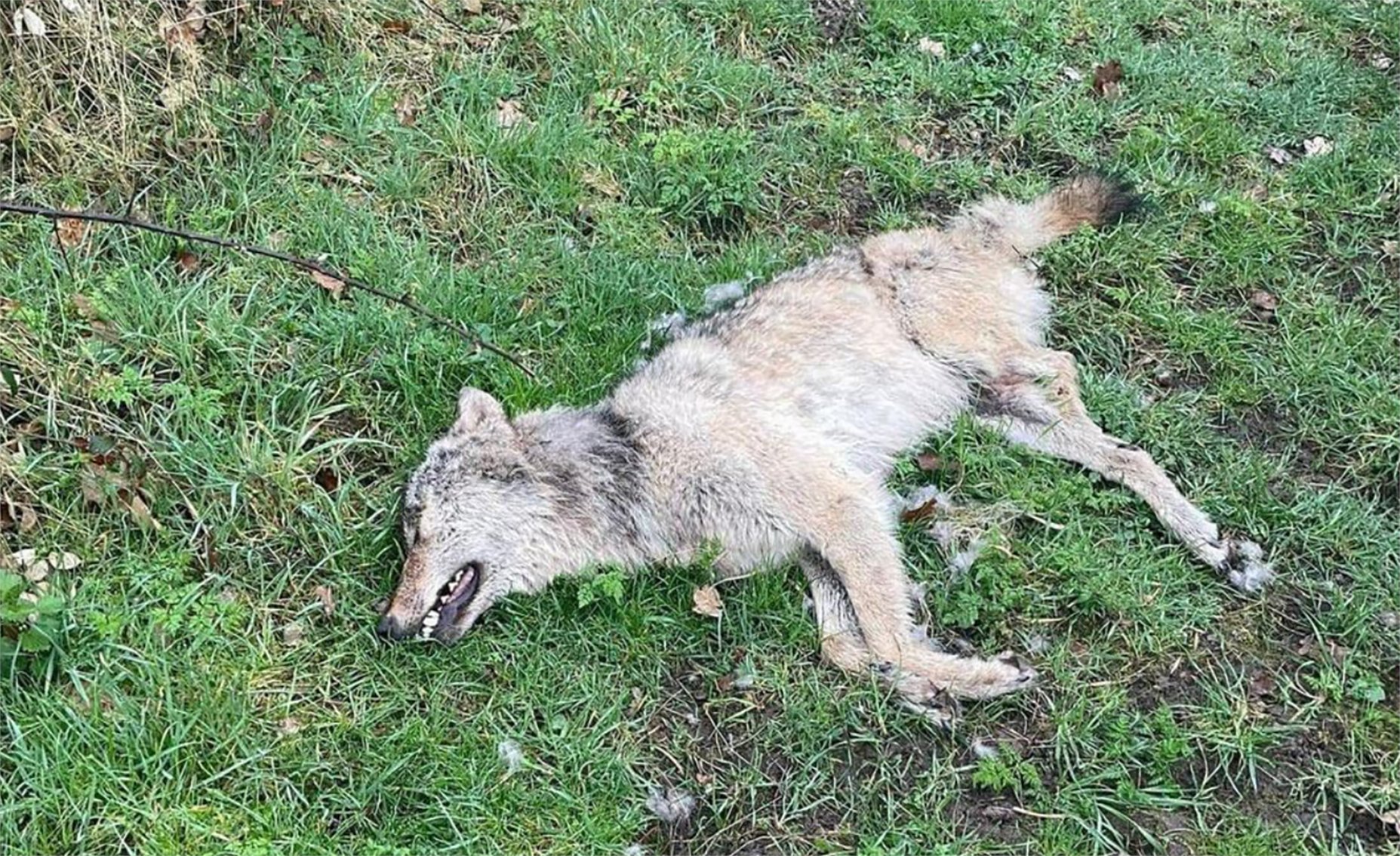 wolfsschutz's tweet card. Neben der illegalen Verfolgung wird der Straßenverkehr für Wölfe immer gefährlicher. Im ersten Halbjahr sind schon fünf Wölfe in NRW überfahren worden. Sie kamen allesamt nicht aus NRW und für die …