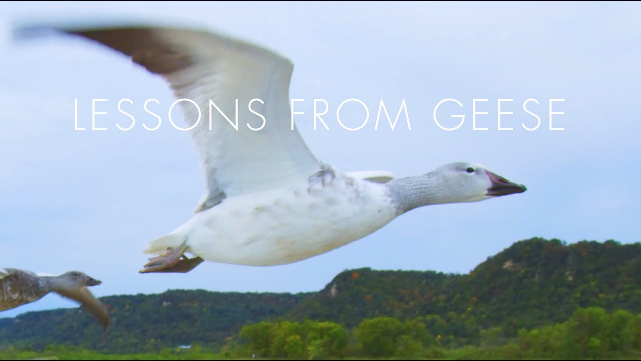 ERPChanges's tweet card. Lessons from Geese: Line of One