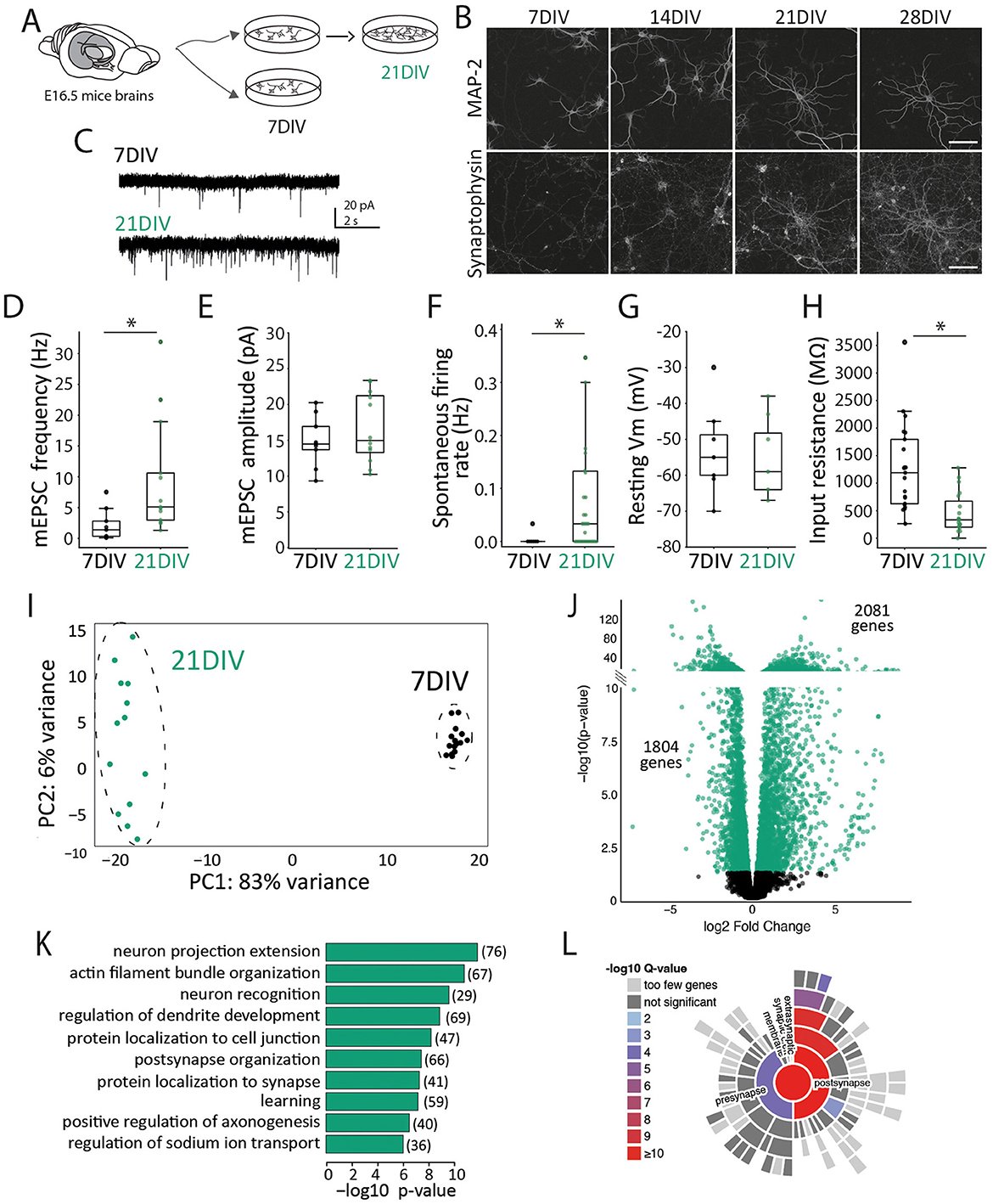 FrontNeurosci's tweet card. IntroductionNeuronal activity-dependent gene expression is fundamental to a wide variety of brain functions. The field of neuronal activity-induced gene expr...