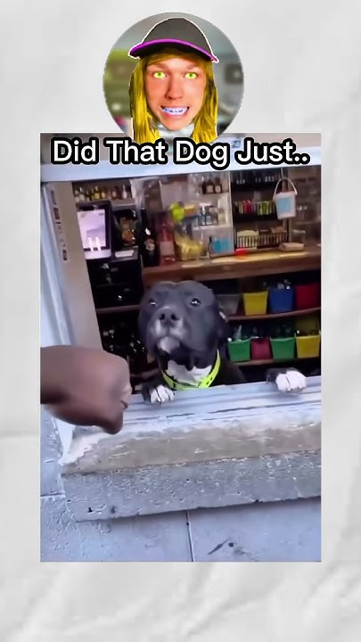 massoterapiabh's tweet card. What Did That Dog Just Do.. 🐶 #MrBeast #Viral #Fidget