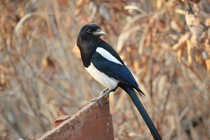 Nietzschescode's tweet card. Explore the superstitions surrounding magpies and discover what to do to avoid bad luck if you encounter one fromancient beliefs and timeless remedies.