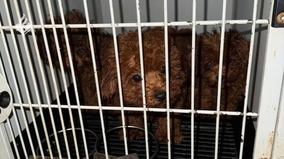 Image for twitter card