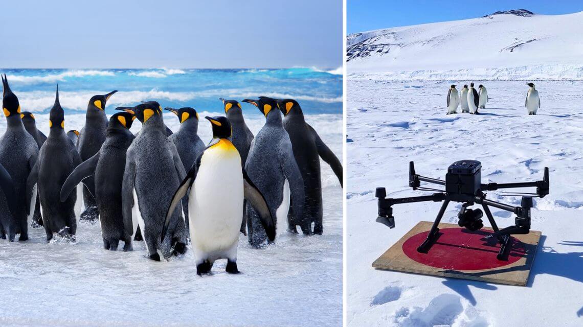 TiLancio2's tweet card. (Ti Lancio da Roma) Roma 20 dicembre 2024 – Una nuova e simpatica iniziativa di ENEA sfrutta la potenza (ed i vantaggi) della tecnologia per censire la popolazione dei pinguini di Adelia, che vivono...