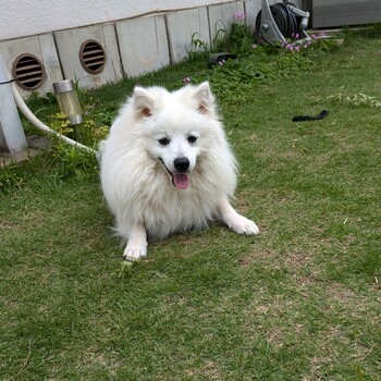 inu_maigo's tweet card. 家の隙間から抜け出して迷子になっています。 おもちが居なくなってから、もお1ヶ月です。 1人で寂しくて､寒くて､お腹も空いていると思います。 早く見つけてお家に帰ってきて欲しいです。