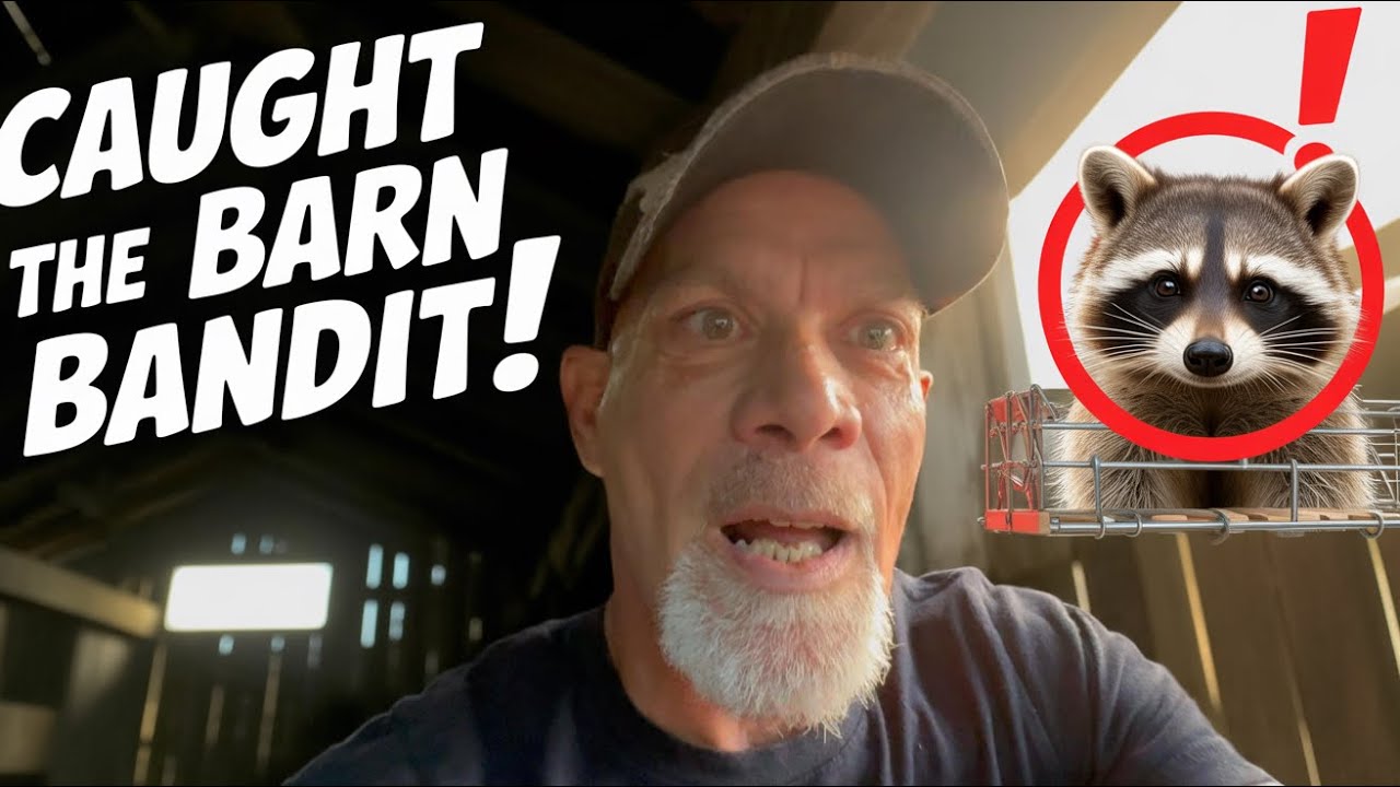 strumngrumbles's tweet card. Raccoon Invasion: Can We Catch Him Before He Raids the Barn Again?! 🦝