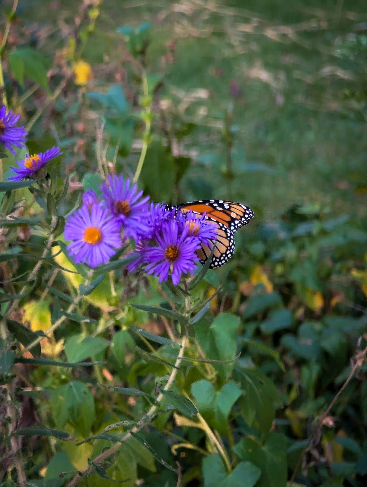 adavieauthor's tweet card. I’m currently facilitating a group that meets once a week as part of: Brain Healing Collective, which provides support for people…