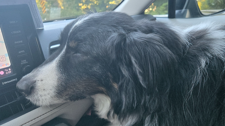 MEmoosemission's tweet card. Hello Friends Thursday morning September 4th at approximately 545… Patrick Burton needs your support for Wesson’s seizure emergency—please help us recover