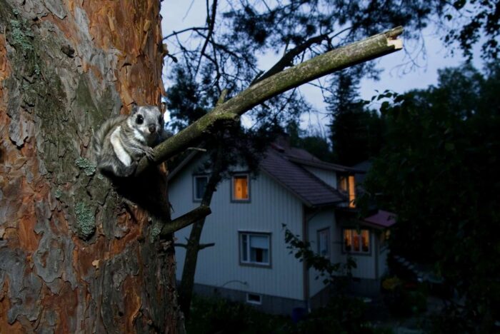 thisisFINLAND's tweet card. Flying squirrels are adapting surprisingly well to life in one of Finland’s fastest-growing urban areas, thanks to smart planning and green forest corridors.