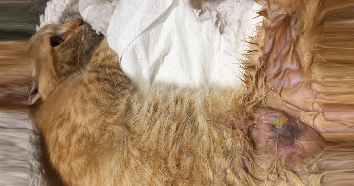 SimoneSimoni11's tweet card. I gatti meritano di vivere e non morire nelle mani dei vicini e dei loro cani, che li lasciano sciolti dallurbanizzazione, non importa che uccidono i gatti, pur sapendo che è vietato. La città di Reus