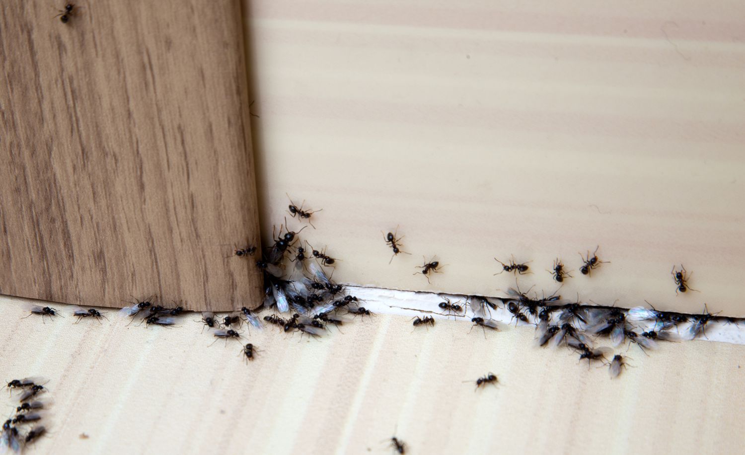 NHSuncoast's tweet card. Experts share how to get rid of ants in your house, plus how to prevent them in the future.