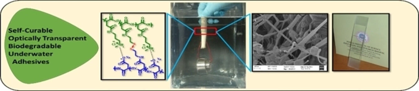 ChemEurJ's tweet card. Redox-responsive underwater adhesives exhibiting high optical transparency, biodegradability and strong adhesion of biological substrates were prepared from polyplexes of oppositely charged partial...