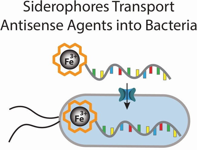 angew_chem's tweet card. Synthetic siderophores are conjugated to antibacterial antisense sequences to efficiently deliver them into bacteria. The conjugates display effective protein downregulation and potent antibacterial...