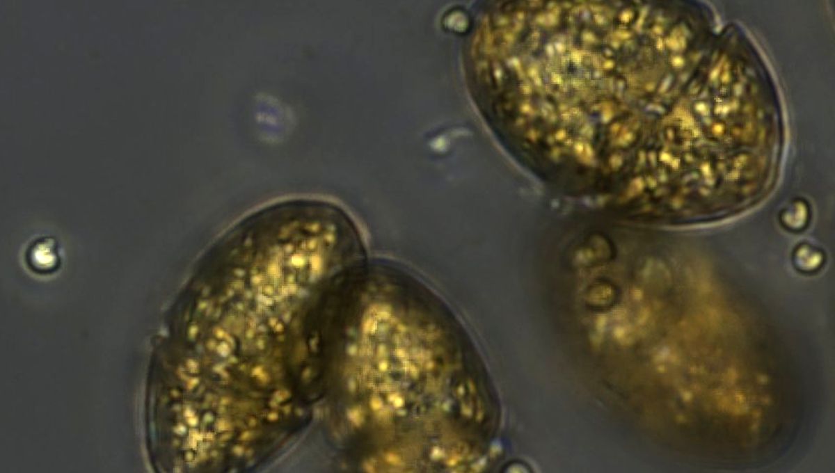 ofandebiomim's tweet card. Une nouvelle étude révèle que certains planctons marins volent aux microalgues non seulement leurs chloroplastes, mais aussi leurs mitochondries. Cette forme inédite de kleptoplastidie éclaire le...