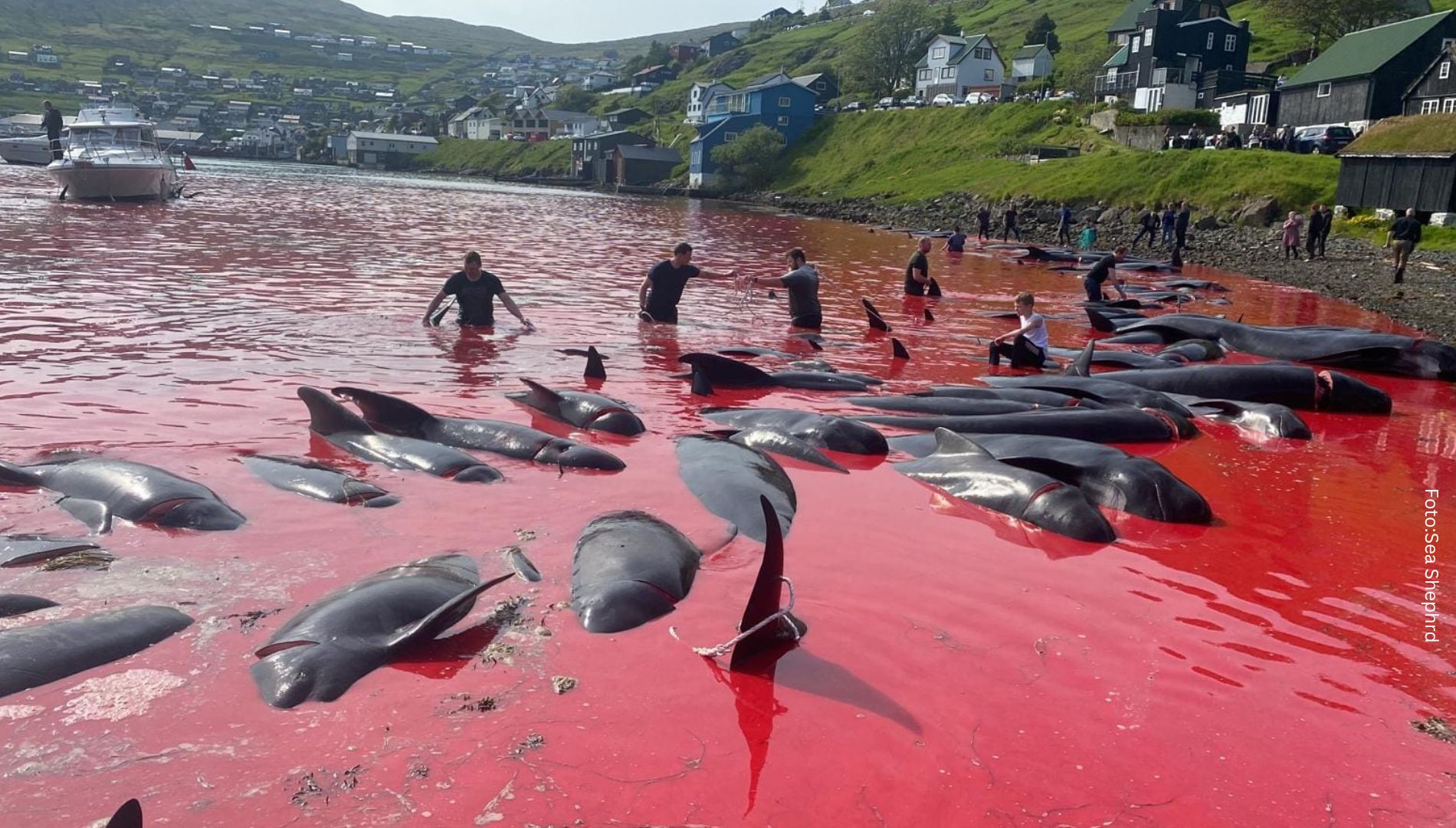 Real_AlBundy's tweet card. Einige Wochen sind seit der Abschlachtung von 1428 Delfinen auf den Färöer-Inseln vergangen, die weltweit große Empörung hervorgerufen hat.