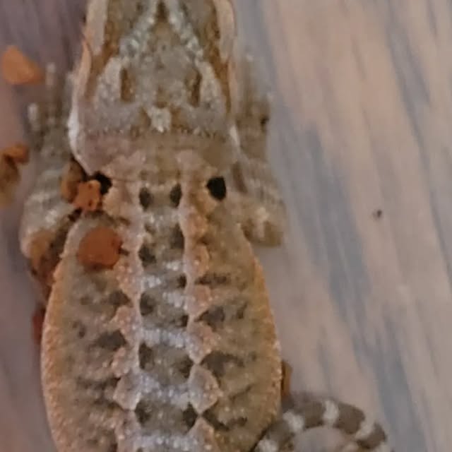 Kritters_Logic's tweet card. Christopher Brandenburgh (@kritters_logic) • Instagram photos and videos