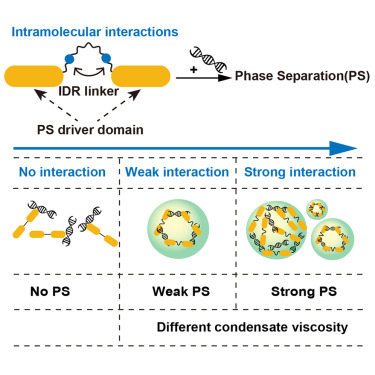 CellRepPhysSci's tweet card. Yang et al. employ a protein-DNA phase separation system to reveal that sequence diversity in disordered linkers of multidomain proteins can fine-tune overall protein conformation, thereby modulating...