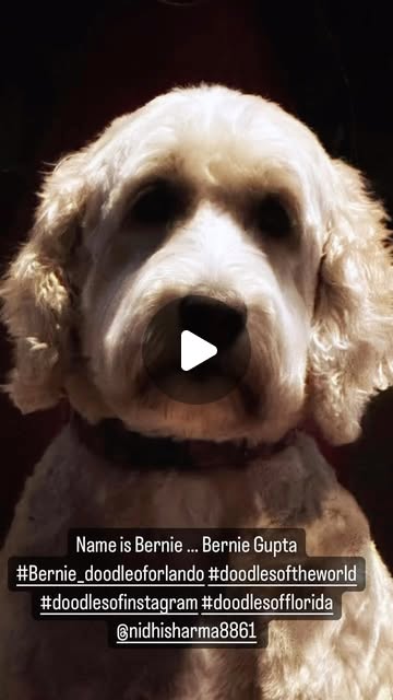 dr_ashishg's tweet card. Bernie Gupta (@bernie_doodleoforlando) • Instagram reel