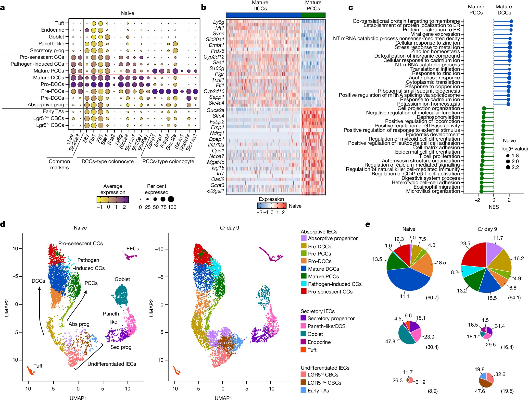UABMSTP's tweet card. Nature - The murine enteropathogen Citrobacter rodentium targets a specific subset of absorptive intestinal epithelial cells in the mid–distal colon, which stimulate T cells to produce...