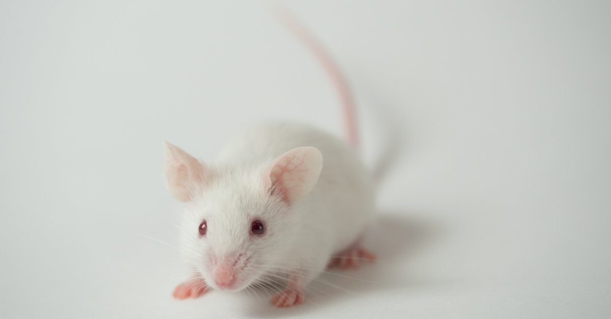 SCAsource's tweet card. Written by Katerina Pliatsika    Edited by Hannah K Shorrock, PhD Additional proteins which interact with ATXN1 contribute to toxicity in a SCA1 mouse model.  In neurodegenerative diseases, a...