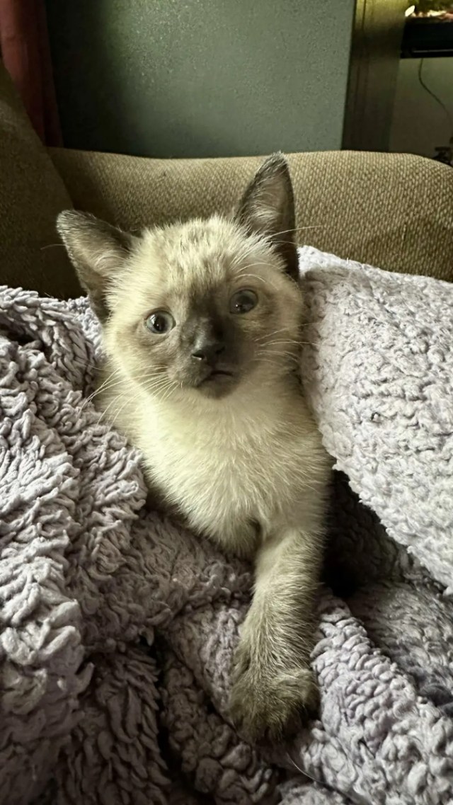 OneToadPhoto's tweet card. Dear Diary, I get into everything. Cabinets. Closets. Laundry baskets. If it opens, I’m in it. If it doesn’t open, I try harder. I make noises at night. It’s my time. The humans sleep. The house is…