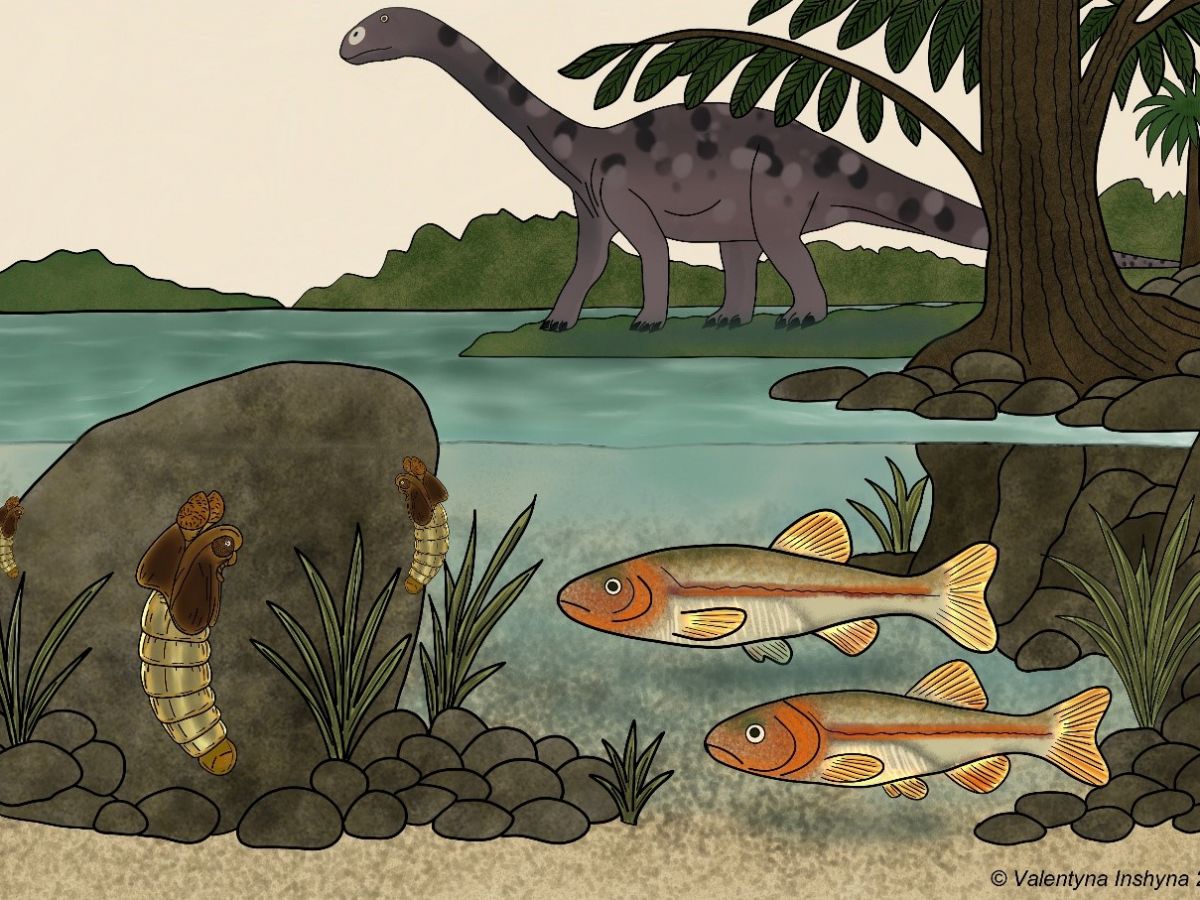 PaleontologieFr's tweet card. Découverte en Australie, une mouche fossile de 151 millions d’années prouve que les chironomidés, ces moucherons d’eau douce, pourraient être nés sur le supercontinent Gondwana.