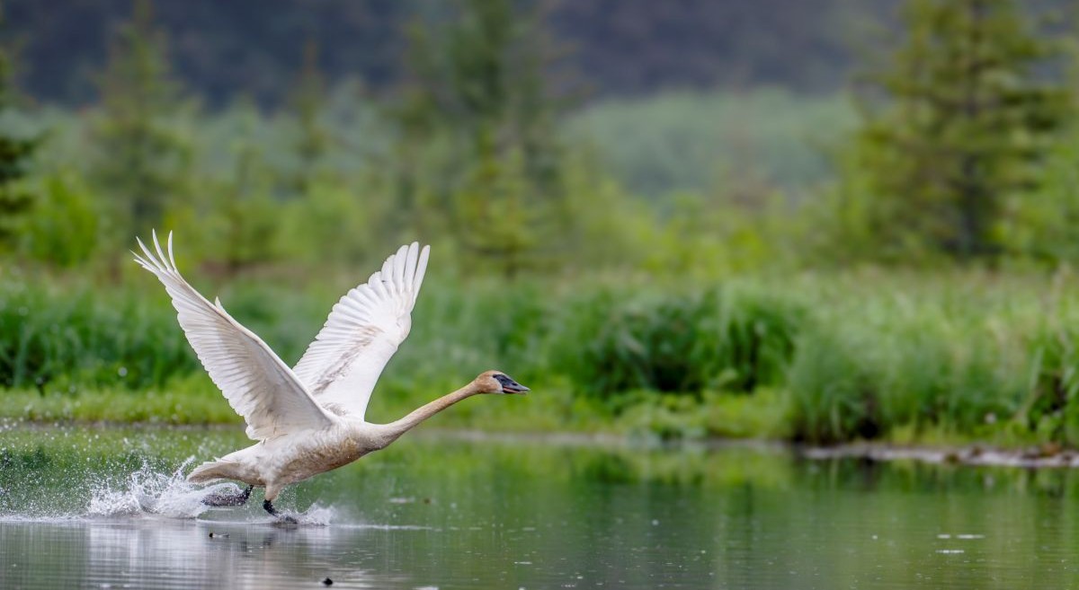 jdevorah's tweet card. Urge Congress to uphold protections for America’s Arctic for the people and birds that rely on it.