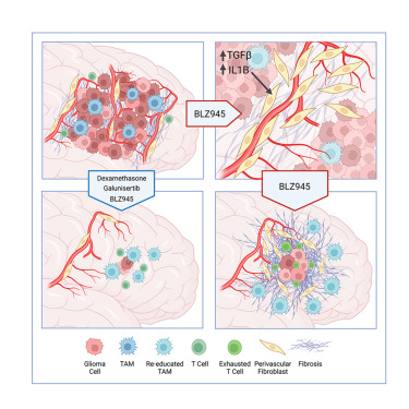 ZanivanLab's tweet card. Watson et al. show that multiple modes of therapy-induced glioblastoma regression are associated with fibrosis, which promotes tumor cell survival. Using multi-omics analyses, they identify the...
