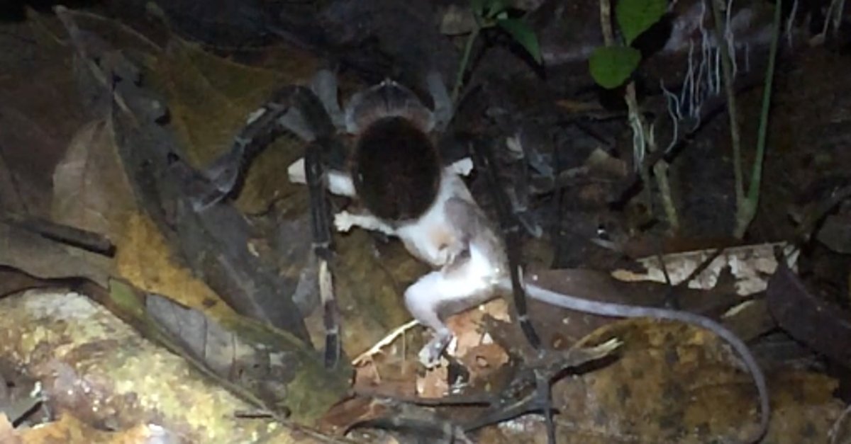 johncwright2's tweet card. University of Michigan biologists captured a video of a tarantula and a mouse opossum that's really freaking some people out.